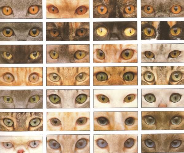 Как называется порода кошек с разными глазами?