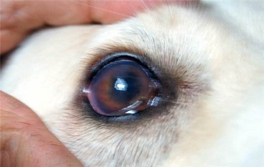 Пигментный кератит у собак. лечение пигментного кератита и дистрофии роговицы у собак | ветпрактика