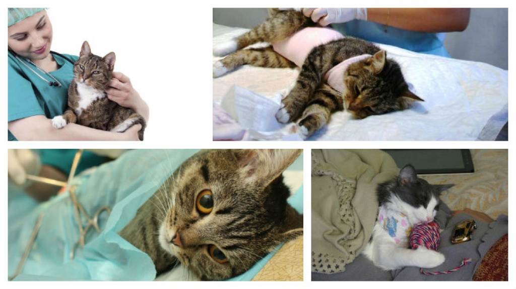 Благоприятный период для стерилизации кошки и кастрации кота. подготовка кошки к стерилизации и способы стерилизации, уход после стерилизации. процесс кастрации и реабилитации кота