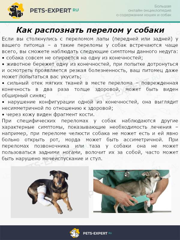Перелом передних и задних лап у собак: симптомы, лечение что делать