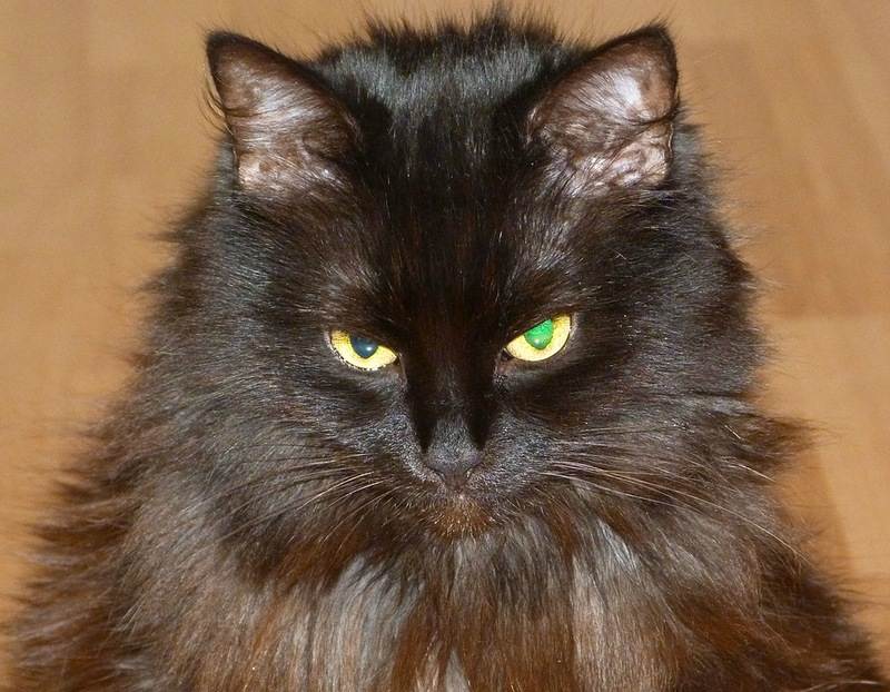 Йоркская шоколадная кошка: описание и фото животного необычного цвета