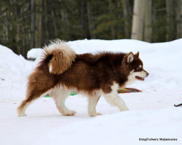 Северная инуитская собака: фото, характер, как выбрать щенка, плюсы и минусы
