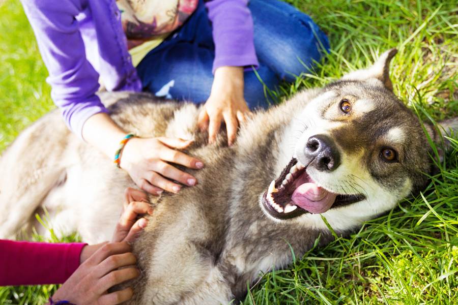 5 улыбающихся пород собак: могут ли собаки улыбаться