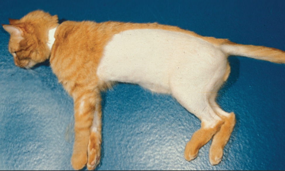 Откуда у кошек могут появляться свищи в области живота, хвоста или шеи