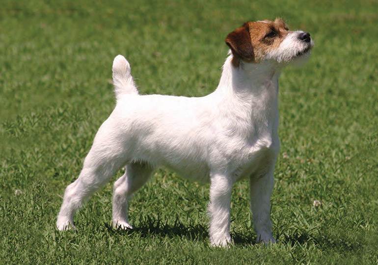 Джек-рассел-терьер - характер собаки, выращивание щенков и воспитание, тип шерсти и окрас, рацион питания