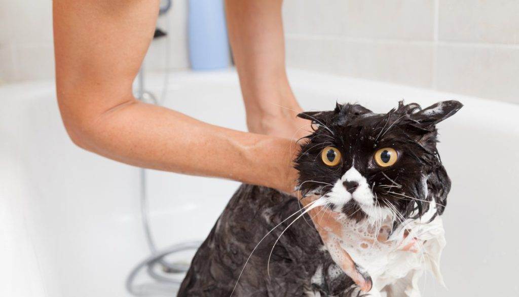 Можно ли мыть кошку обычным шампунем | человеческим, детским