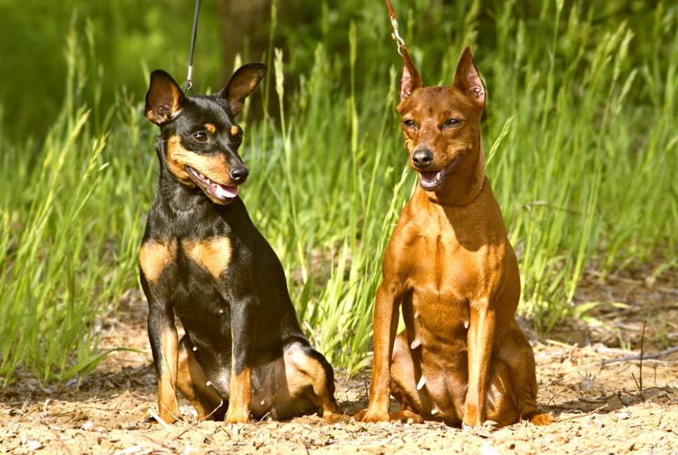 Карликовый пинчер - фото собак мини пинчер и описание породы miniature pinscher