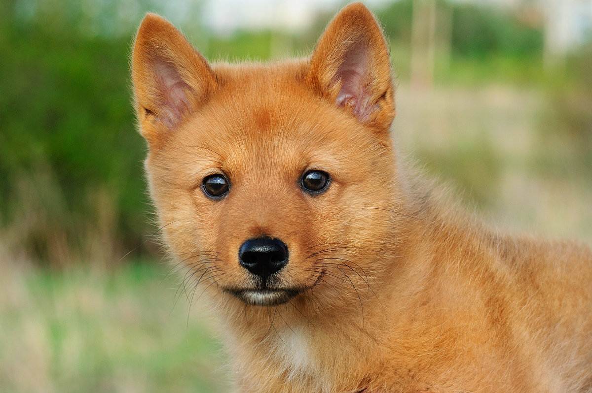 Рыжие собаки похожие на лис