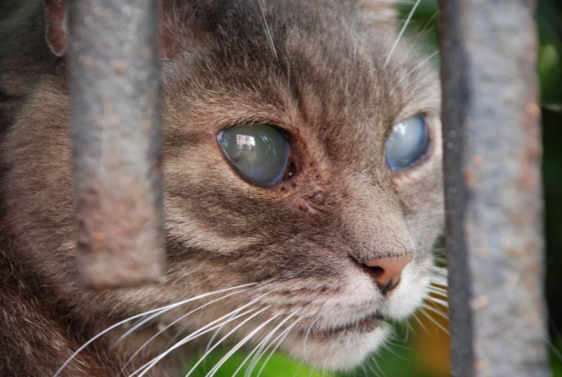 Катаракта у кошек, причины возникновения катаракт у котов и кошек