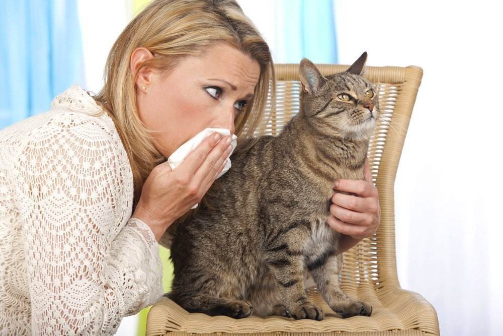 Аллергия на животных у детей и взрослых: симптомы, причины, лечение - статьи медцентра верамед