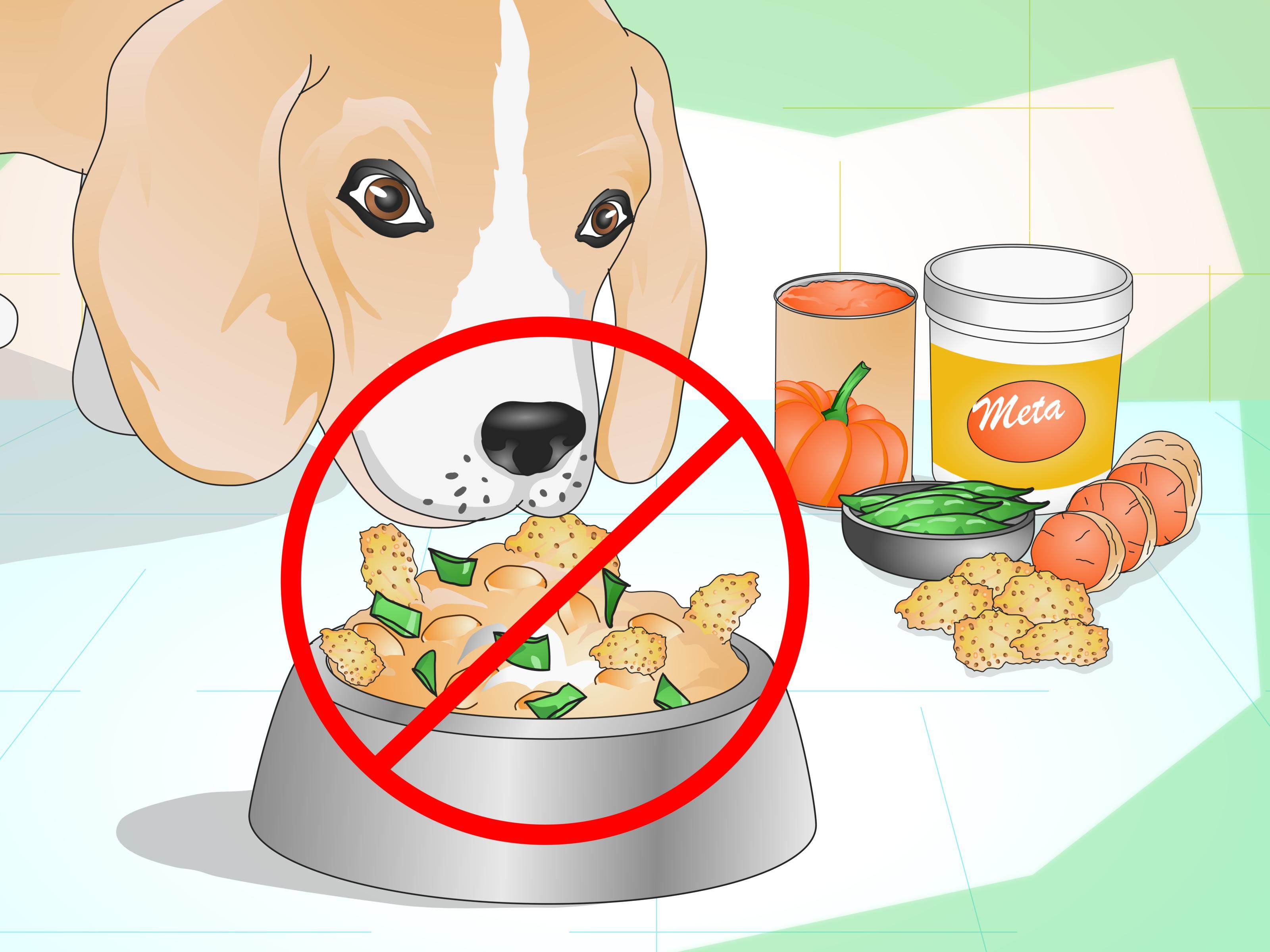 Собаки и человеческая еда: почему не стоит кормить собаку остатками со своего стола