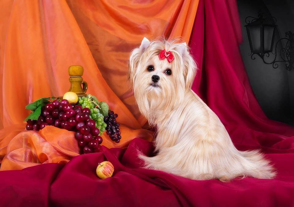 Порода русская салонная собака фото — сайт эксперта по животным — howmeow