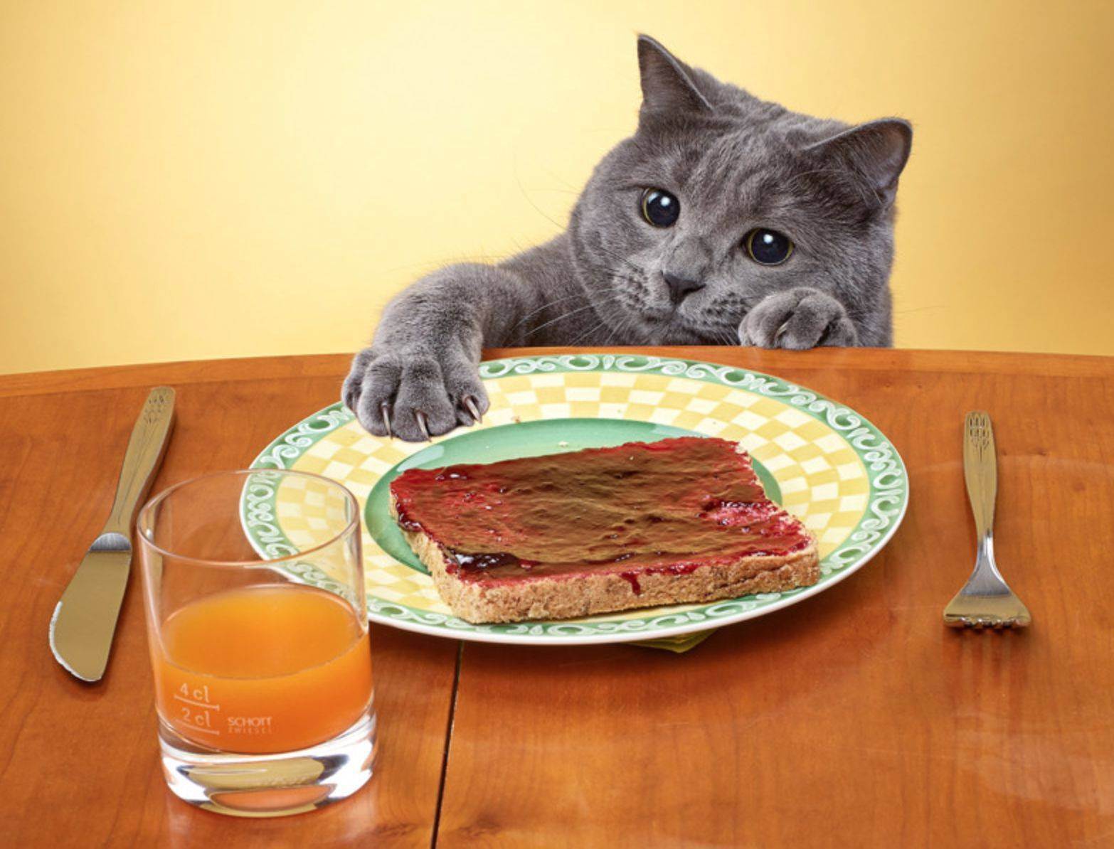 Поела и хочу есть. Кот ворует еду со стола. Голодный кот. Кот обедает. Котик с едой.