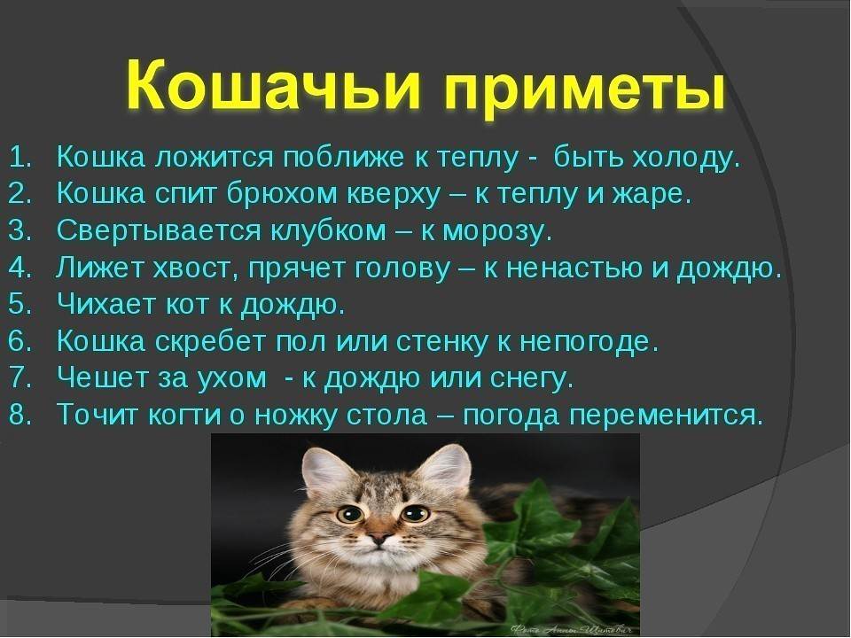 Приметы про кошек и котов