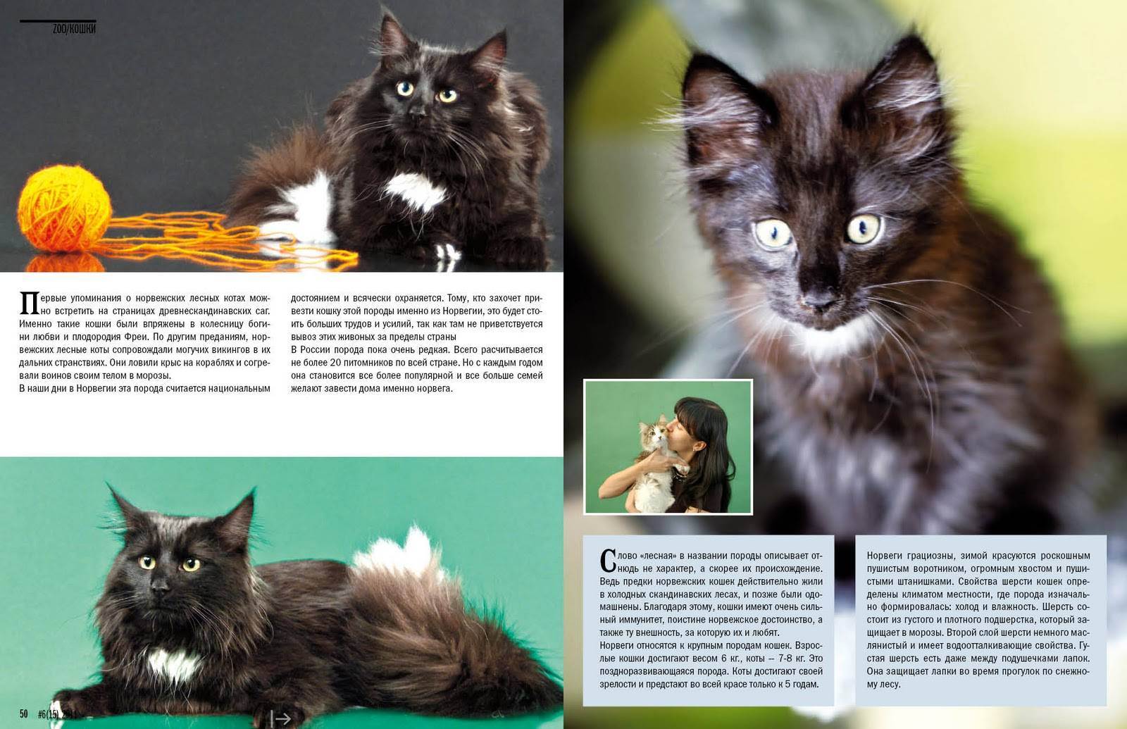 Норвежская лесная кошка: все о породе, фото, характер, повадки, внешний вид, рекомендации по сочетанию