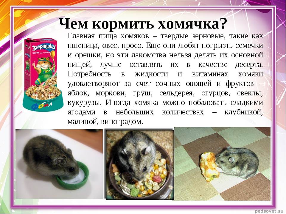 Чем кормить хомяка: виды грызунов для содержания в домашних условиях, какими продуктами можно кормить