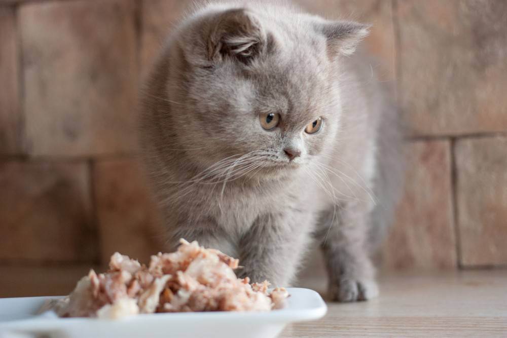 Чем кормить котенка британца? подбираем продукты для кормления и составляем полноценный рацион для котенка британской породы - автор екатерина данилова - журнал женское мнение