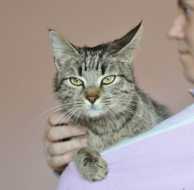 История выведения кошек с кисточками на ушах, основные признаки породы