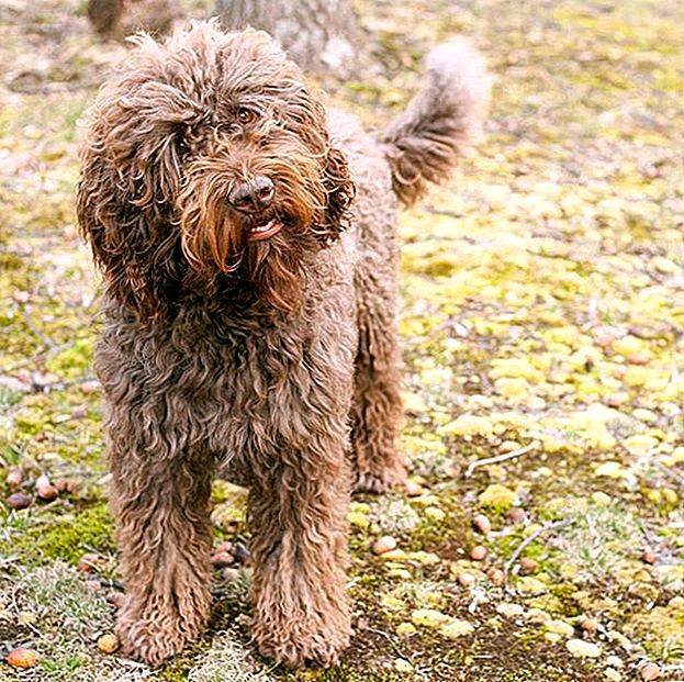 Барбет или французская водяная собака. описание породы