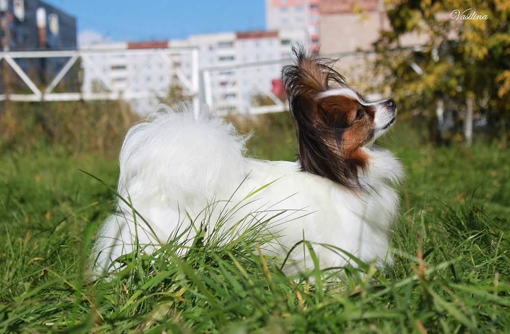 Папильон: фото собаки и описание породы