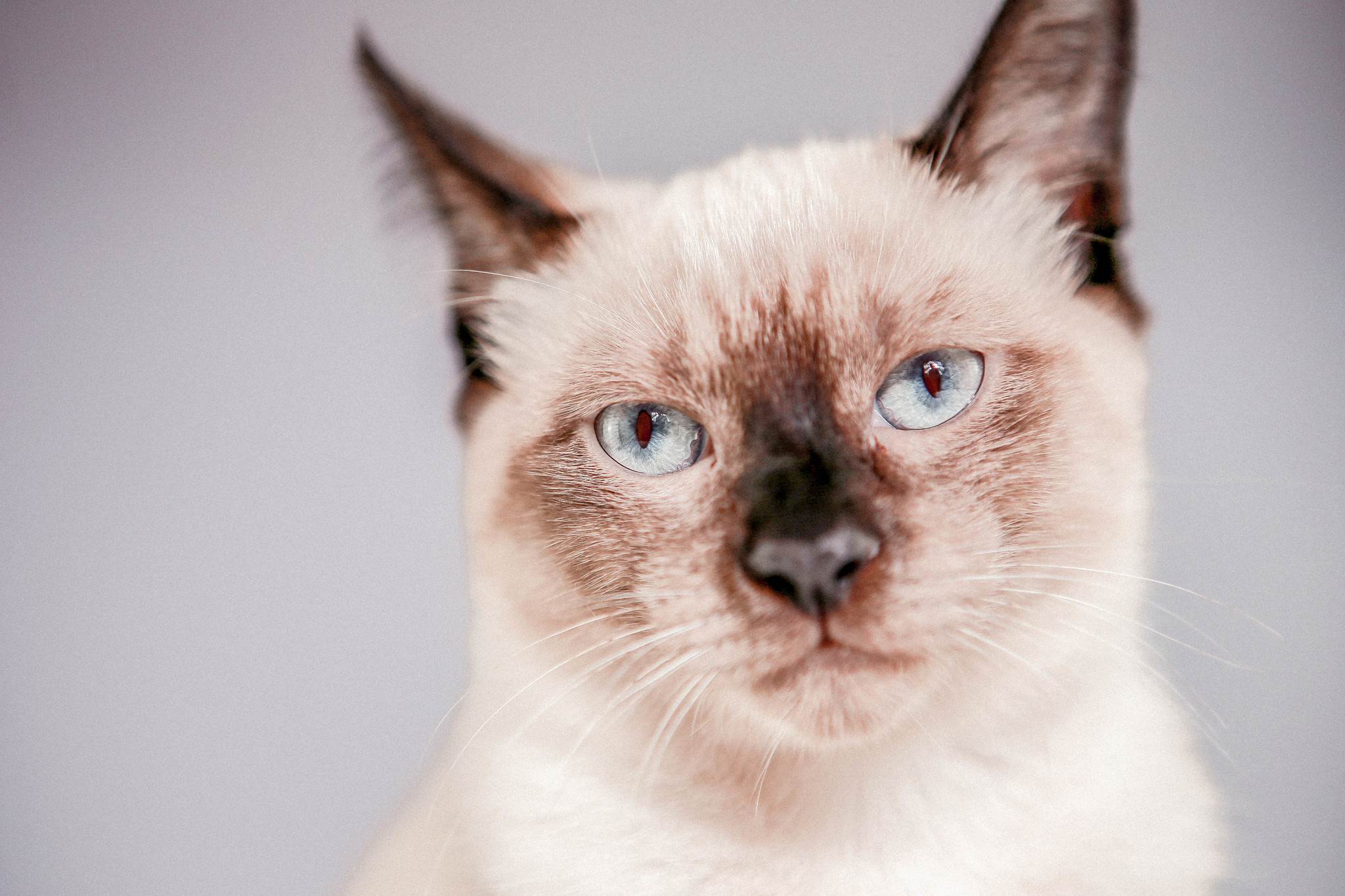 Сиамская кошка: описание породы, уход и содержание, фото, чем кормить