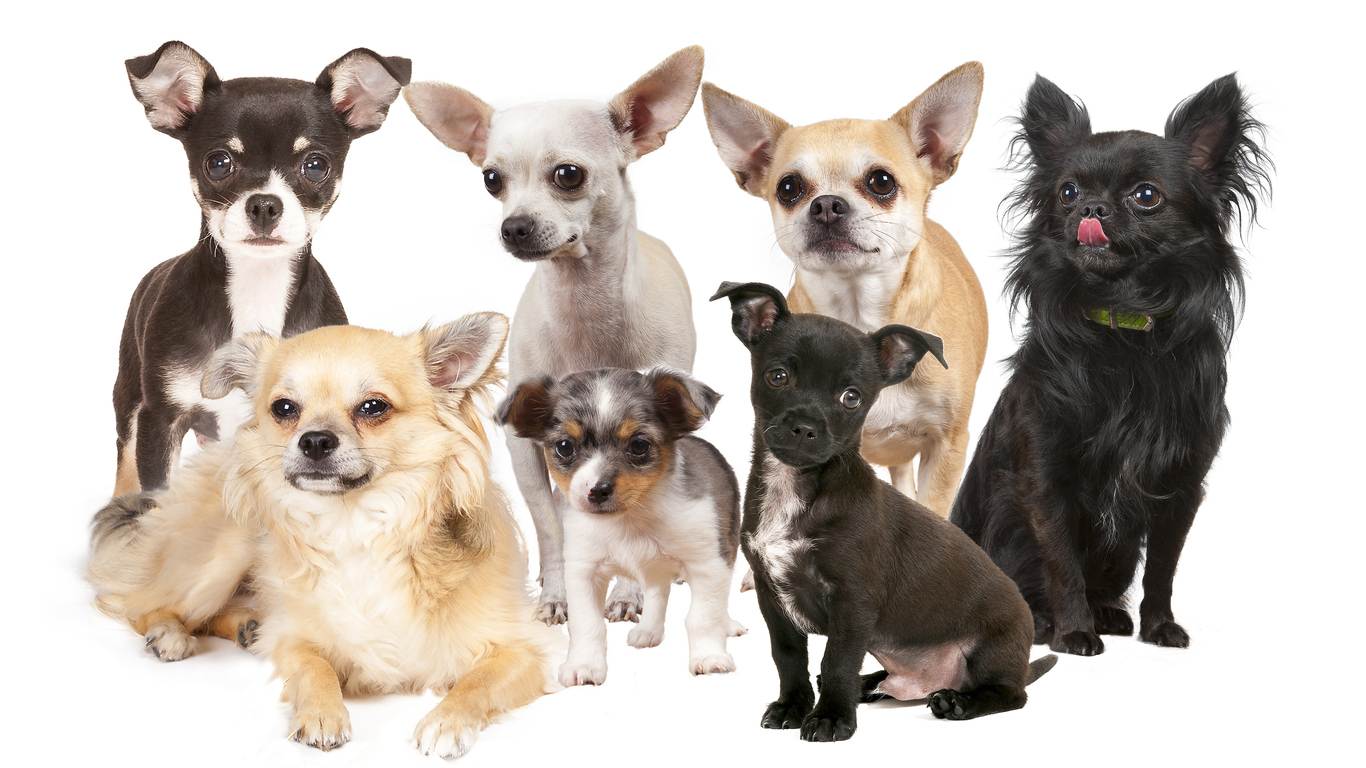 Виды чихуахуа: фото с названиями, описание разновидностей, их особенности, общие черты и различия + типы окраса собак этой породы