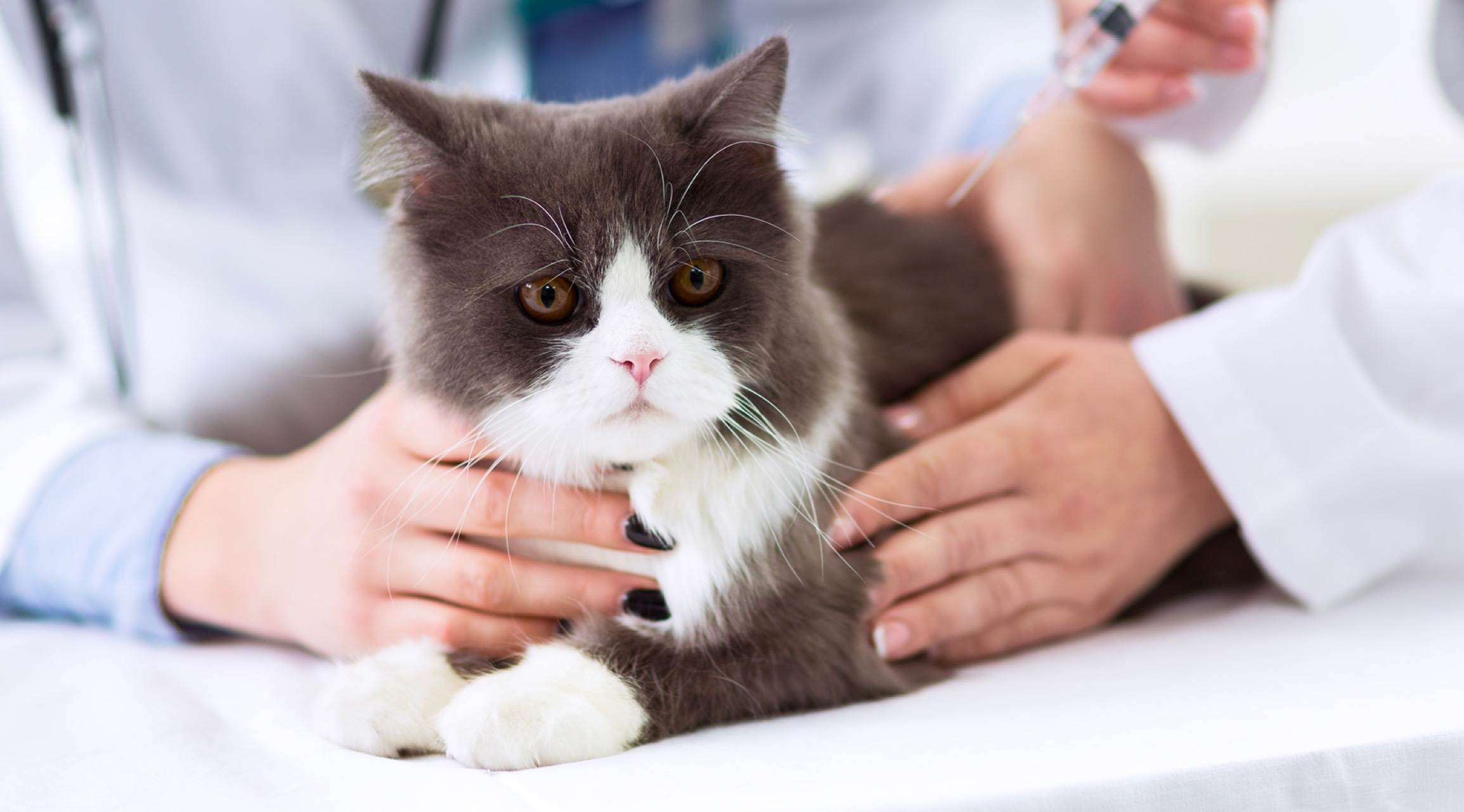 Диабет у кошек: симтомы и лечение.