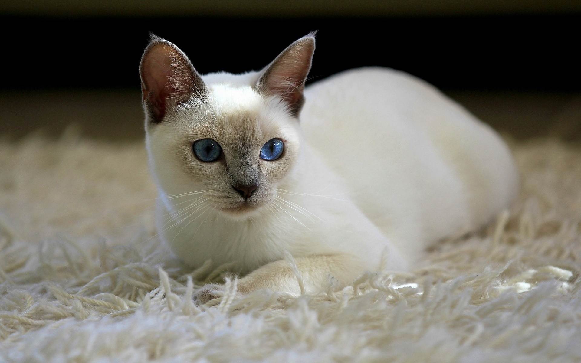Белая кошка с голубыми глазами: список пород с фото
