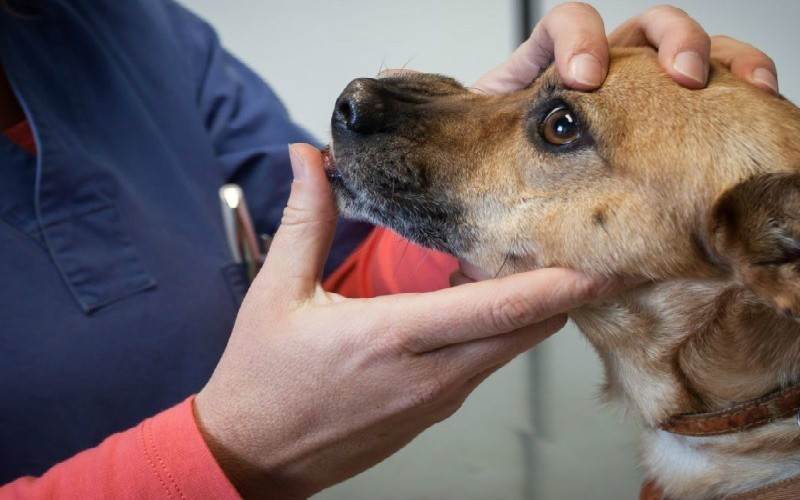Боррелиоз у собак: признаки, лечение и профилактика