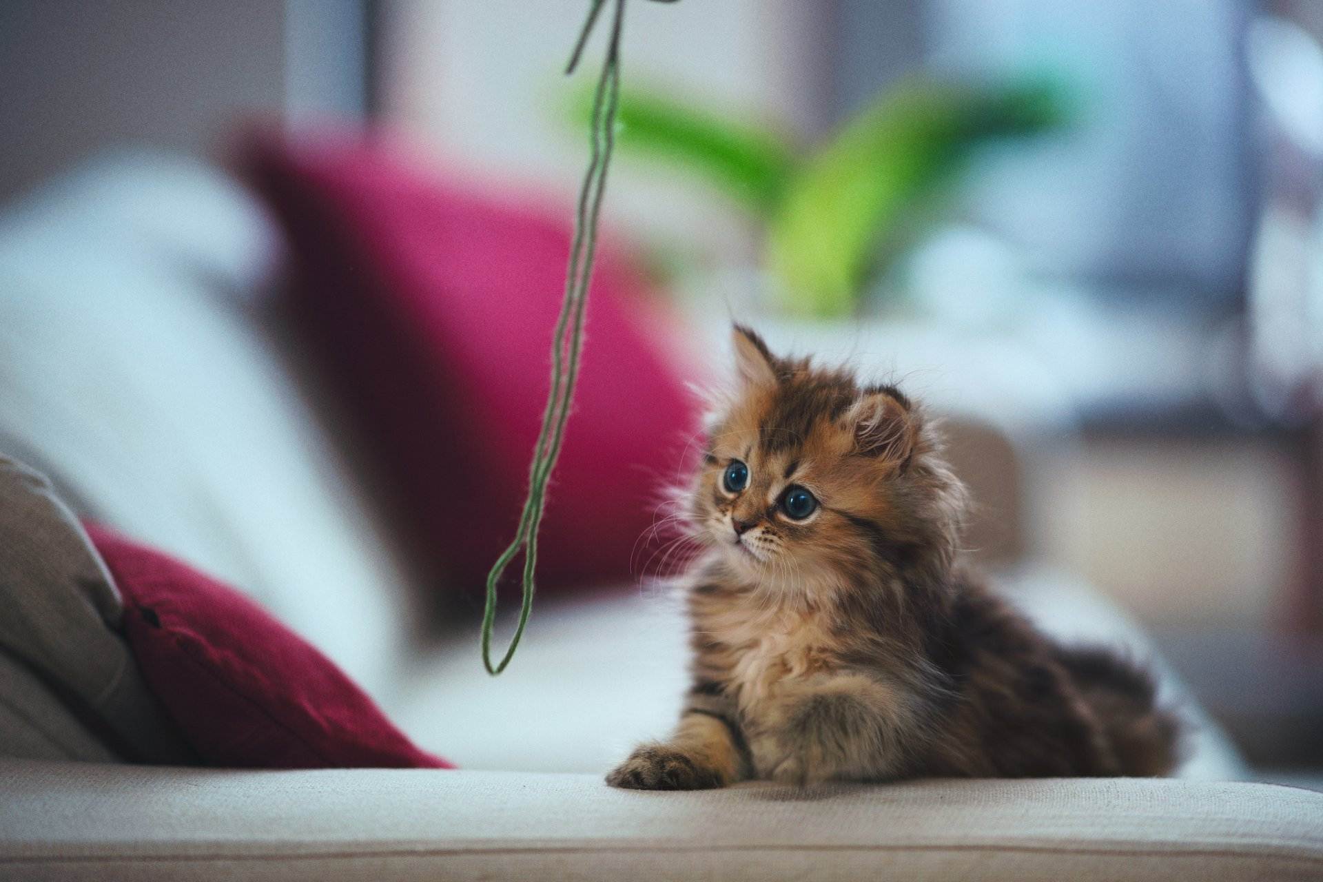 Всемирно узнаваемые коты: 20 самых популярных очаровашек с нестандартной внешностью
