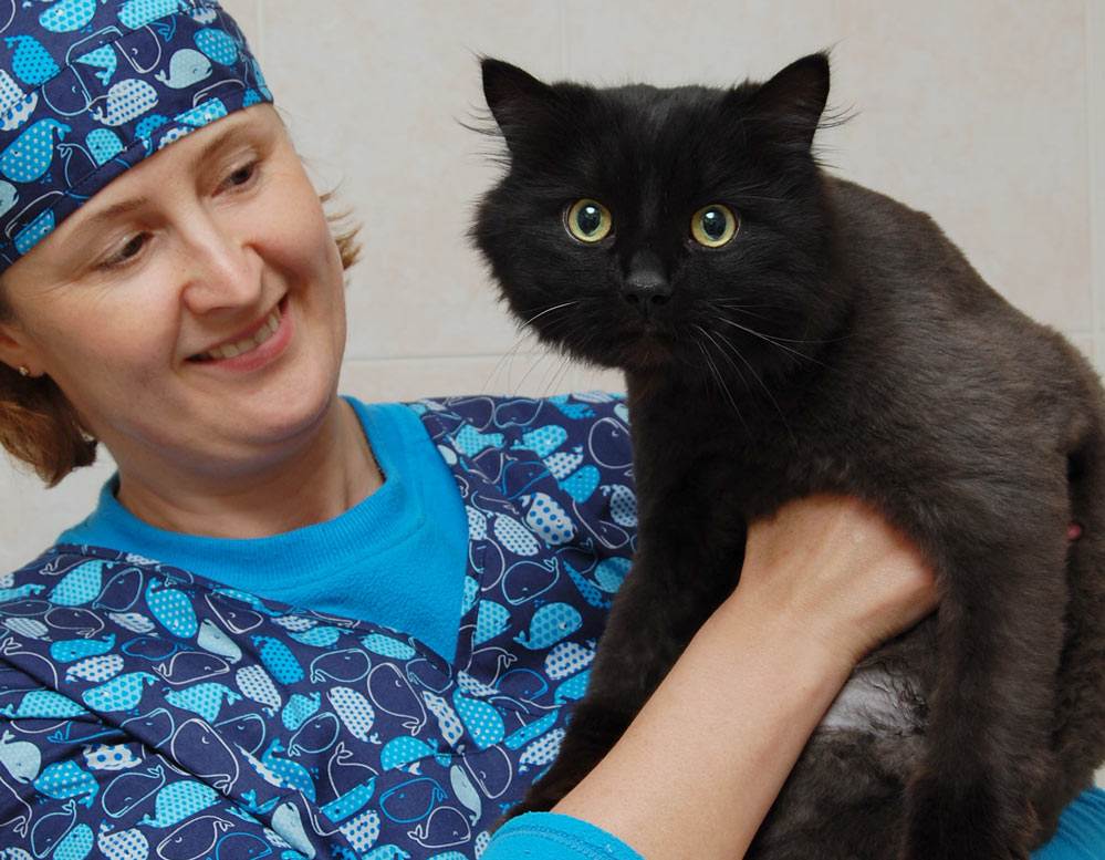 Лапароскопическая стерилизация собак и кошек в ветклинике "беланта", москва