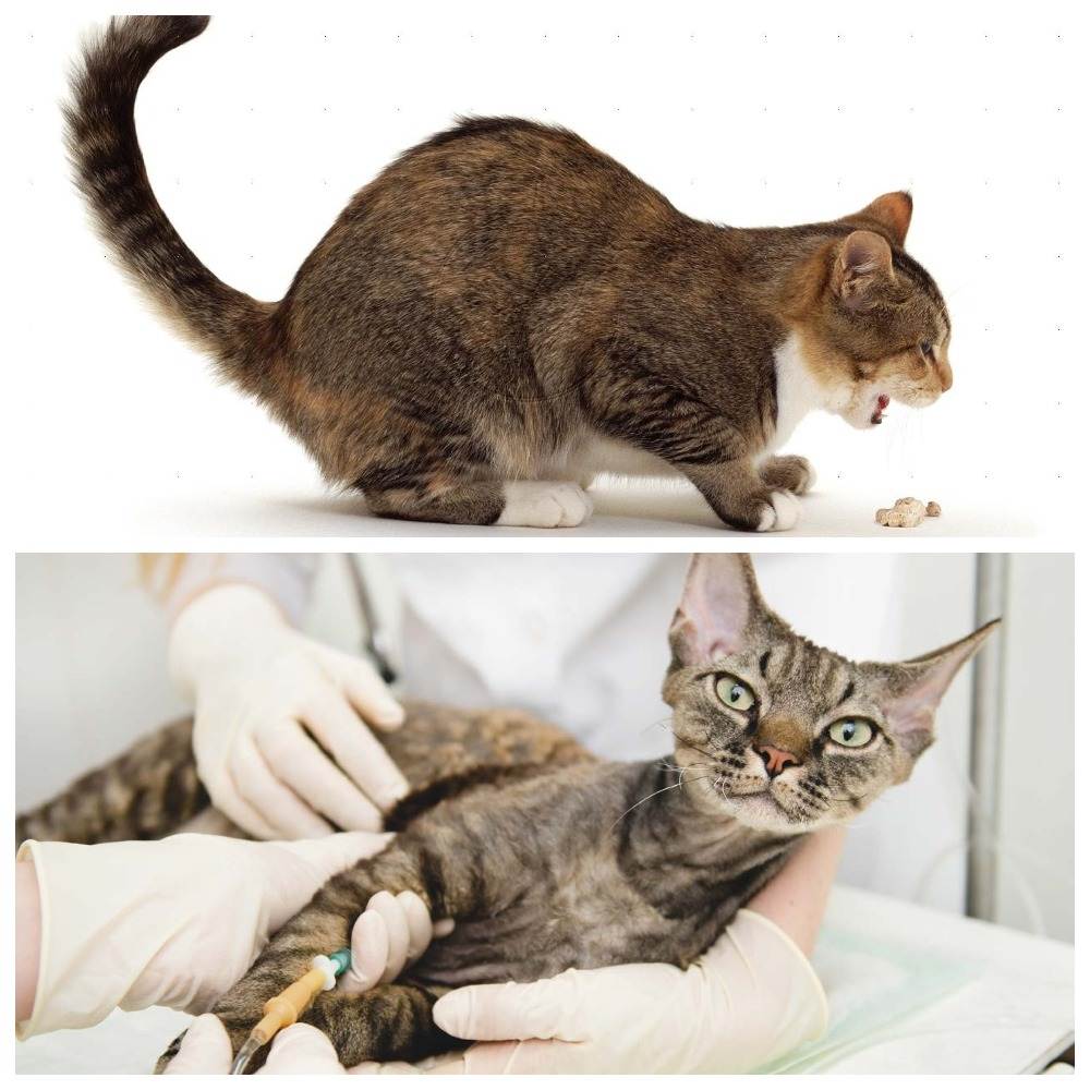 Артрит у кошек: характеристика заболевания и помощь питомцу