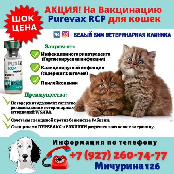Вакцина для кошек пуревакс: описание препарата, инструкция по применению и отзывы