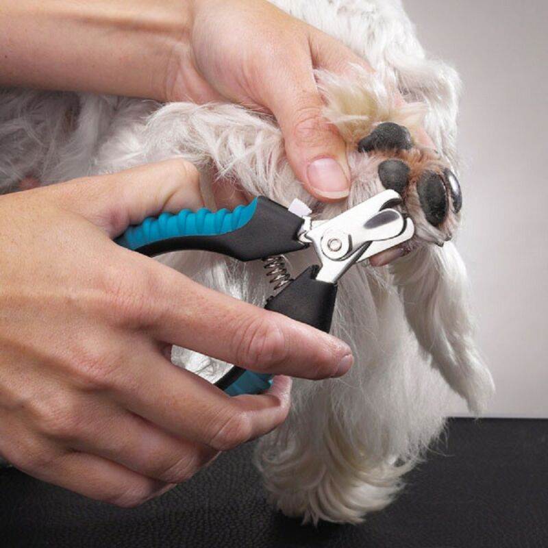 Как стричь когти собаке в домашних условиях? как и какими ножницами когтерезками обрезать ногти собаке, как подпиливать и стачивать когти?