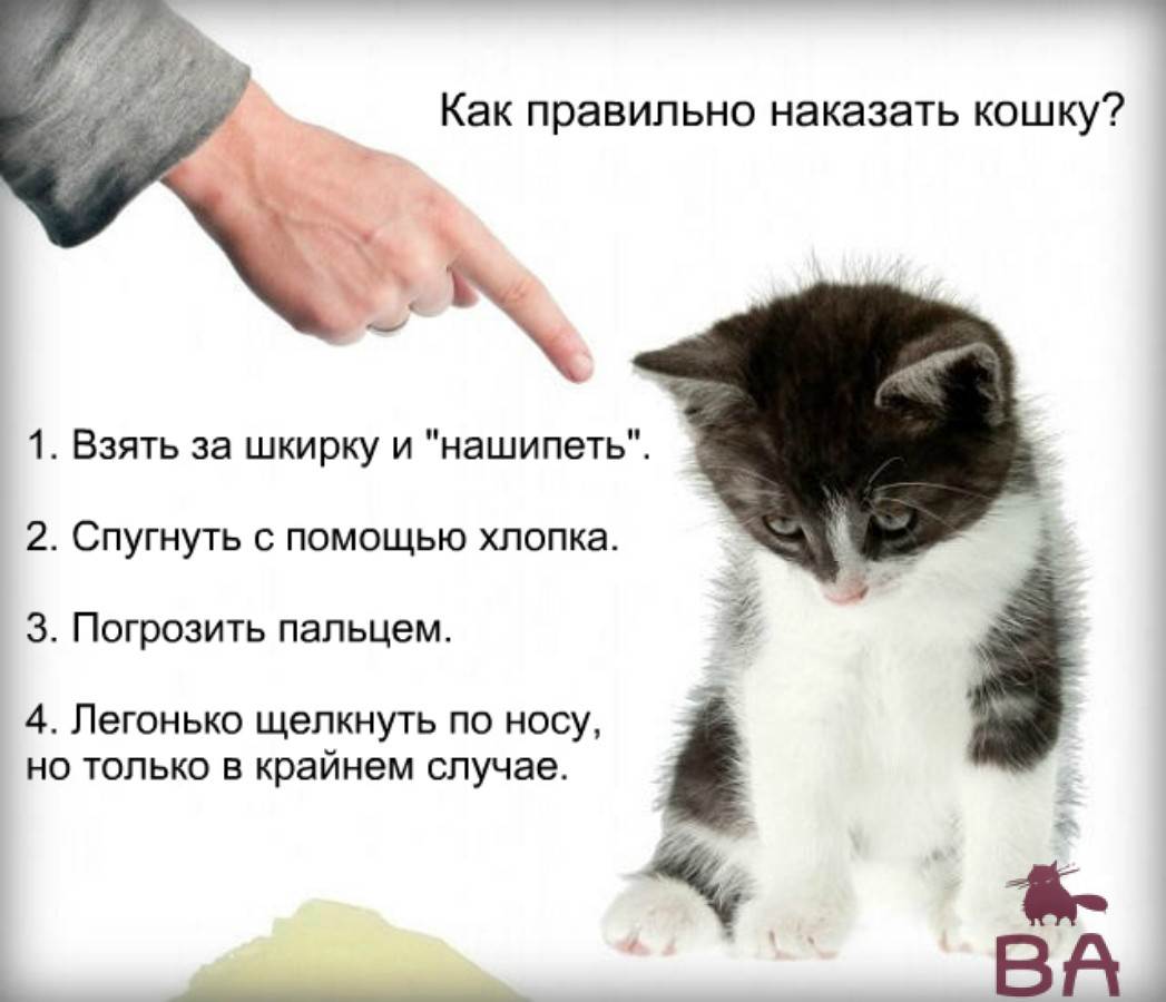Как отучить кота кусаться: причины дикого поведения котенка и взрослой кошки, способы воспитания животного, полезные советы