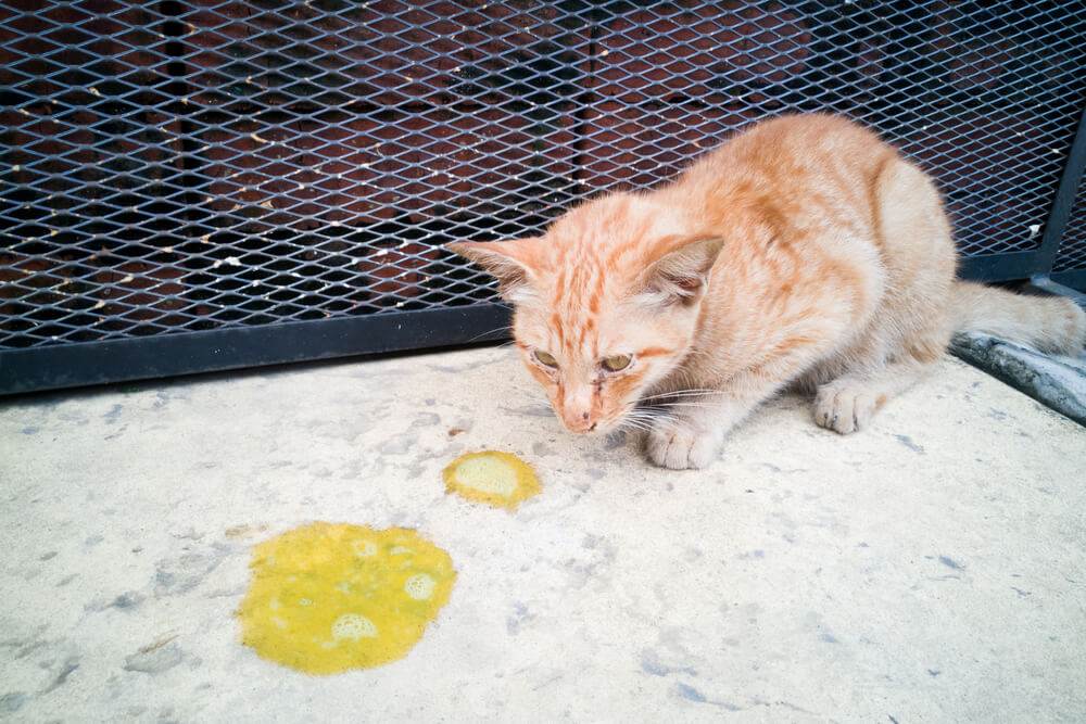 Рвота у кошки желтого цвета после еды непереваренной пищей - причины лечение