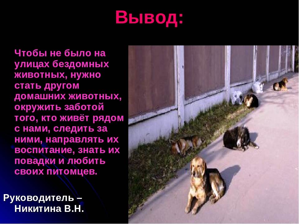 В администрации энгельсского района объяснили, куда горожане могут пожаловаться на стаи бездомных собак — иа «версия-саратов»
