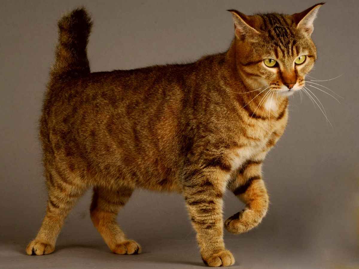 Кошки без хвоста: названия пород, их описания и фото