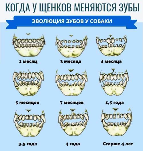Смена зубов у щенков: схема от начала и до конца | ваши питомцы