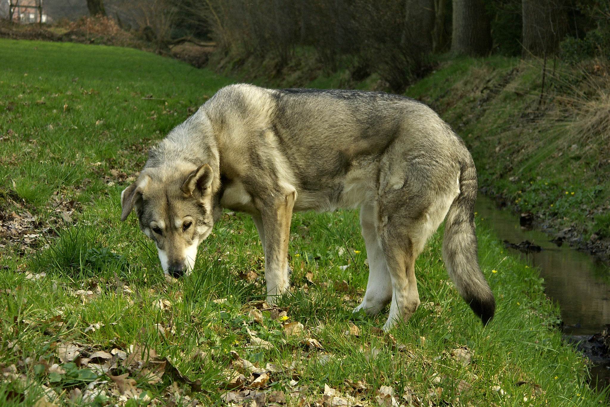 Волчья собака сарлоса – сочетание внешности и интеллекта волка и послушания овчарки |