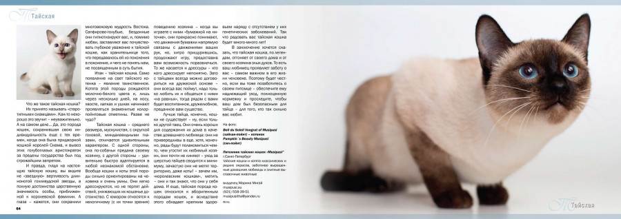 Тайская кошка: фото, описание породы, характер, здоровье, уход и содержание