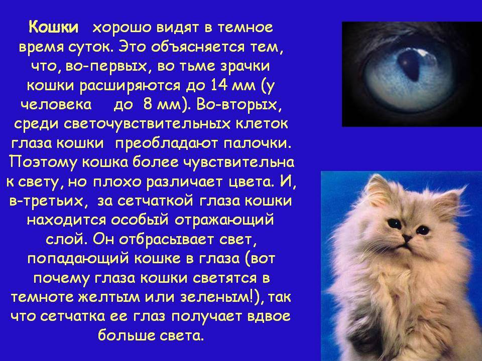 Как кошки видят окружающий мир: особенности кошачьего зрения