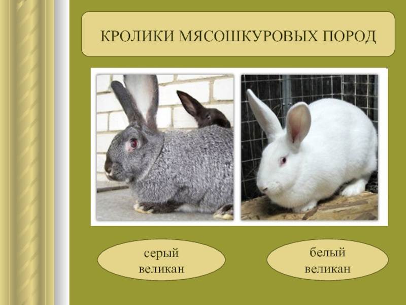Кролики породы великан: описание и содержание