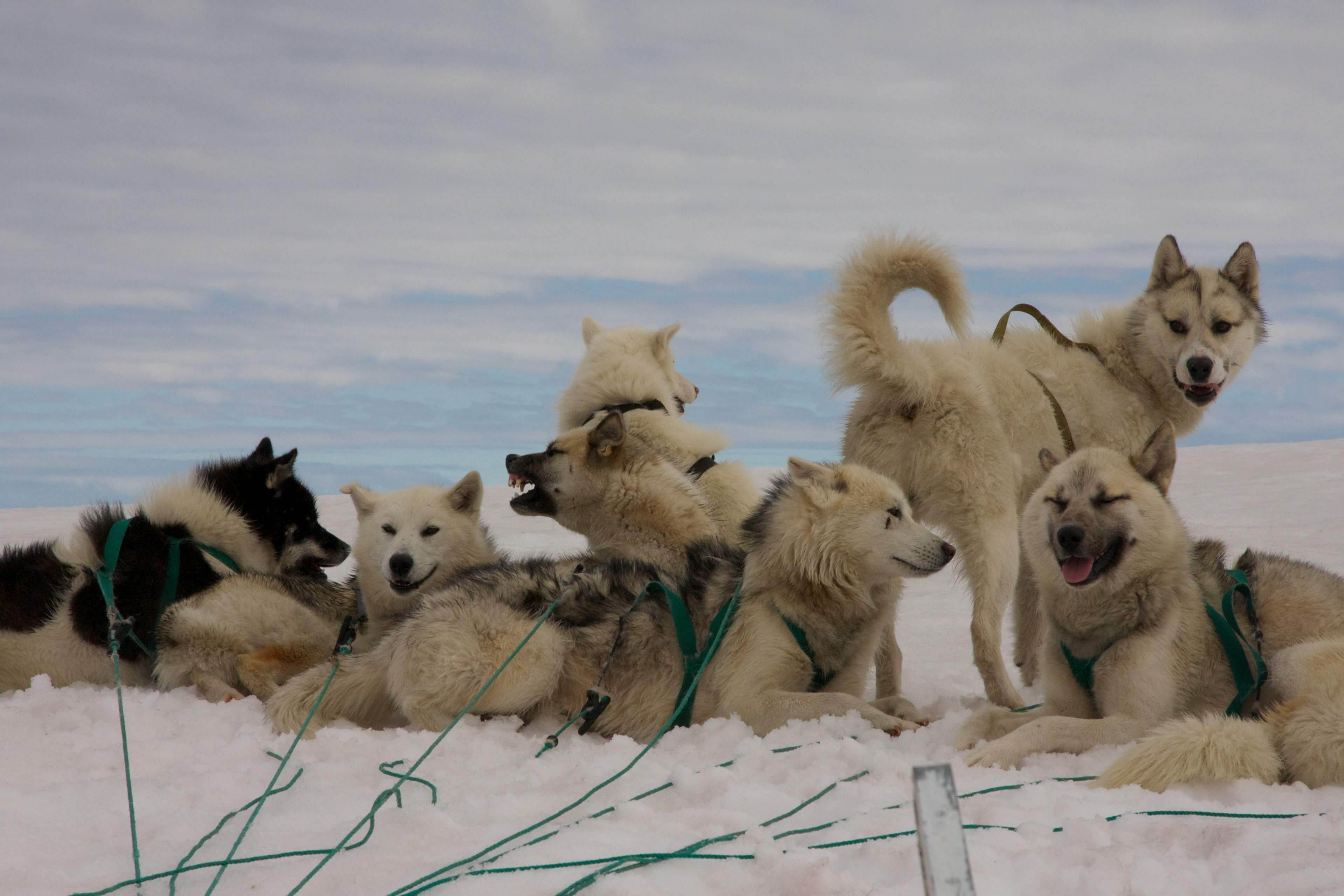 Гренландская собака (гренландсхунд) - всё о породе, правила ухода и другие важные аспекты + фото