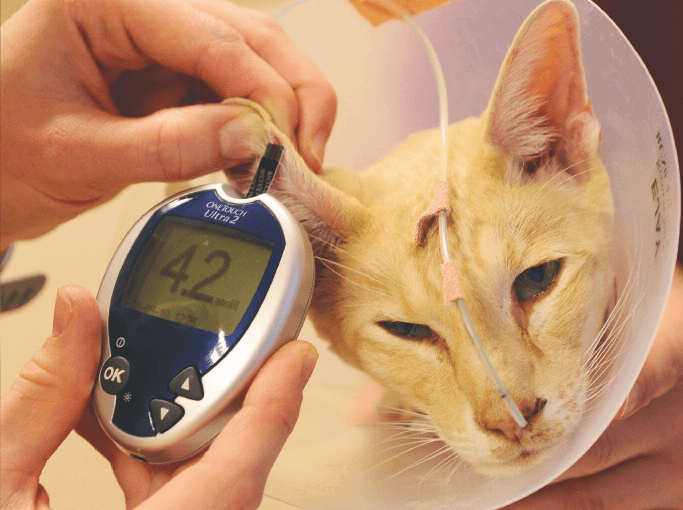 Сахарный диабет у кошек: симптомы, диагностика и лечение | ветклиника веттал
