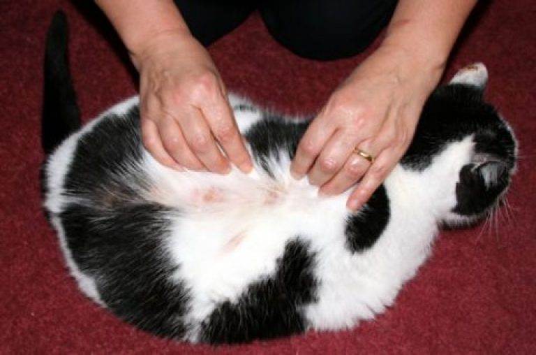 Дерматит у кошек симптомы и лечение