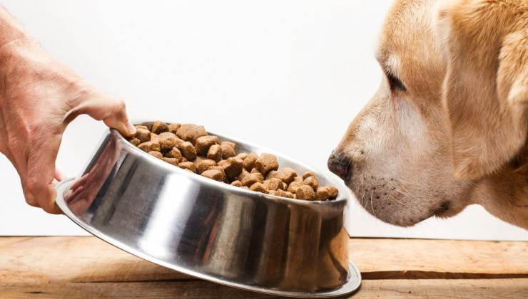 Собака ничего не ест: тревожные симптомы и причины отсутствия аппетита. как повысить аппетит у собаки: советы