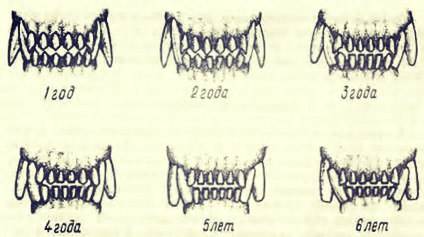 Как определить возраст собаки по зубам: 6 шагов