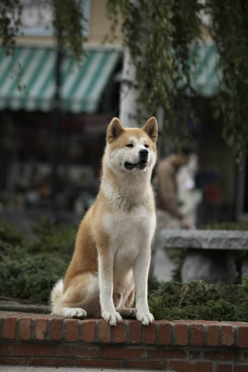 Сиба-ину (шиба-ину): все о собаке, характеристика и описание породы, фото и видео