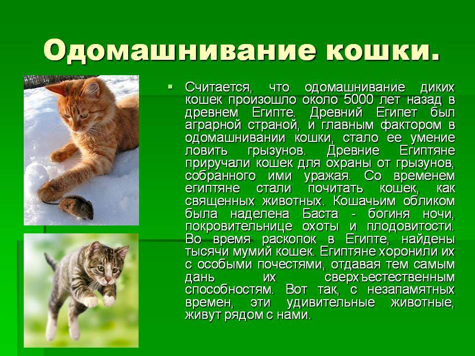 Происхождение кошек: история вида, от кого, откуда и когда появились, одомашнивание - блог о животных - zoo-pet.ru